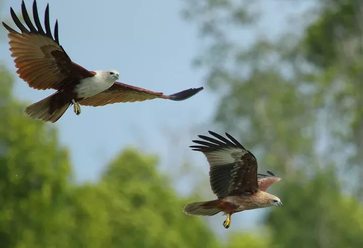 关于神秘之战：老鹰对决子弹，高潮迭起意外连连令人期待！的信息