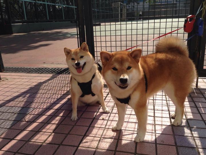 冰川与钢铁的碰撞,冰岛鏖战拜仁,美加墨世界杯的史诗序章